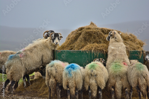 Фотография Sheep feeding on a drizzly day in Garrigill, Cumbria, UK.