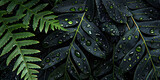  Close-up of dark green leaves covered in water droplets. nature photo