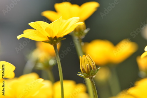 fleure jaune