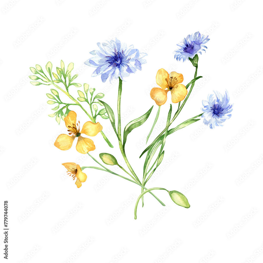 Yellow, blue meadow arrangement flowers watercolor illustration isolated on white. Celandine and cornflower in sketch. Medicinal plant, useful flower hand drawn. Design for label, package, postcard