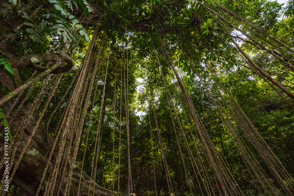 Thousand-year-old trees in the Baihualing tropical rain forest in Hainan, China Thousand-year-old trees in the Baihualing tropical rain forest in Hainan, China