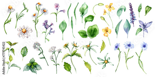 Collection of different medicinal flowers in watercolor isolated on white. Herbal plants set in botanical sketch. Plantain, nettle, lungwort, celandine hand drawn. Design for label, package, card photo