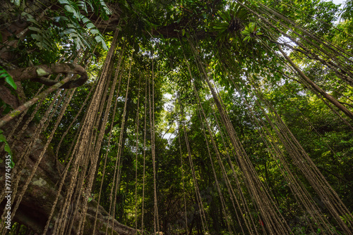 Thousand-year-old trees in the Baihualing tropical rain forest in Hainan, China