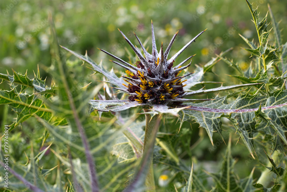 A beautiful thorn grows in a meadow in Israel A beautiful thorn grows in a meadow in Israel
