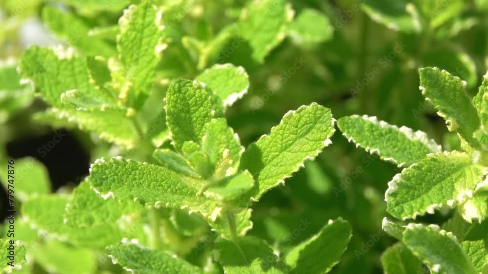 Pineapple Mint, Mentha suaveolens 'Variegata' The genus Mentha is a large group of plants in the mint family (Lamiaceae) Pineapple Mint, Mentha suaveolens 'Variegata' The genus Mentha is a large group of plants in the mint family (Lamiaceae)