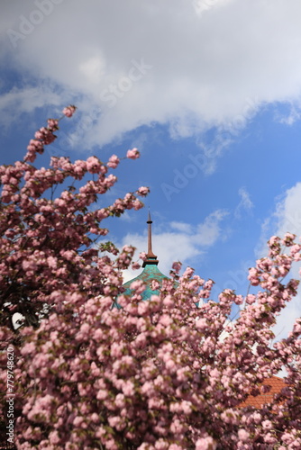 church dome against the background of sakura trees