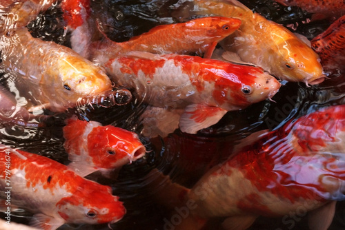 Red koi carps swim in the water. A lot of fish. The Japanese Amur carp