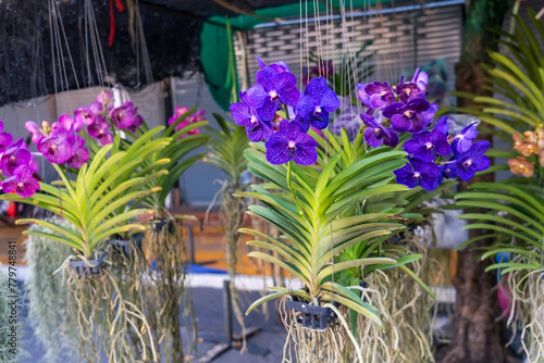 Quadro su tela Beautiful vanda orchidee kaufen orchids with beautiful flowers and green leaves