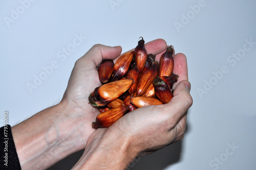 mãos segurando pinhões fruto de araucárias no brasil 