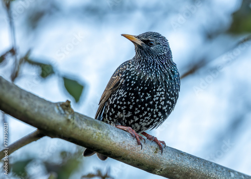 Photography European Starling (Sturnus vulgaris) - Introduced to North America, native to Eu