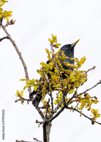 Wall Mural European Starling (Sturnus vulgaris) - Introduced to North America, native to Eu