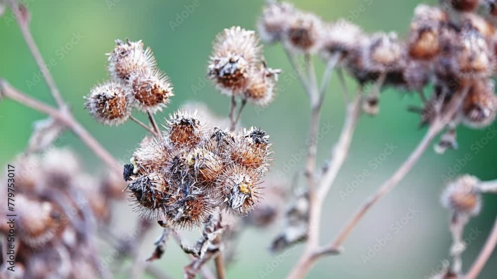 Dry Burdock in autumn. Great Burdock (Arctium lappa), also known as Butzenklette, is plant species from the genus of burdock (Arctium) within daisy family (Asteraceae). Dry Burdock in autumn. Great Burdock (Arctium lappa), also known as Butzenklette, is plant species from the genus of burdock (Arctium) within daisy family (Asteraceae).
