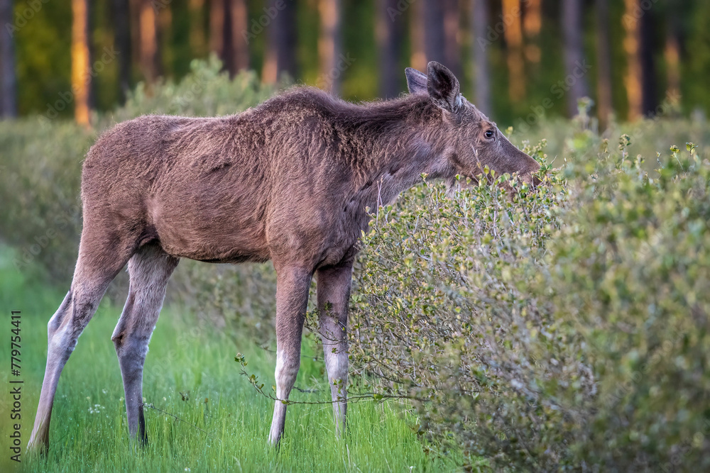 moose in the meadow, in chokeberry moose in the meadow, in chokeberry