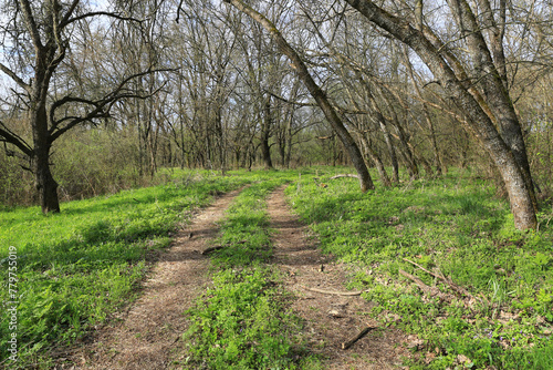 Landscape with ground road in spring forest