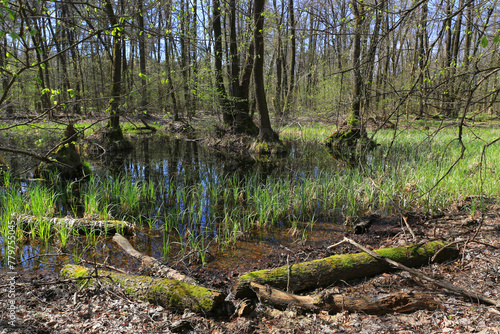 swamp in spring forest