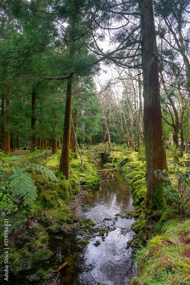 Fototapeta premium Serene stream meandering through lush vegetation on Terceira Island, Azores.