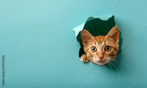 cute ginger cat through hole in plain blue colour paper card wall with text space