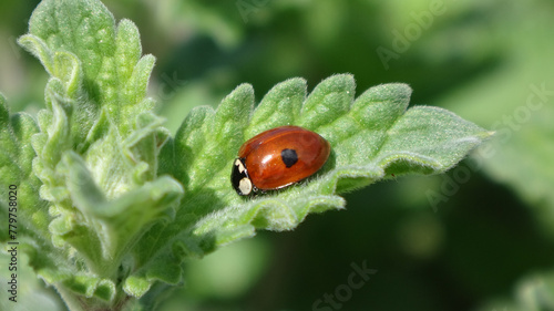 Two-spot ladybird beetle (Adalia bipunctata) resting on a catmint leaf photo