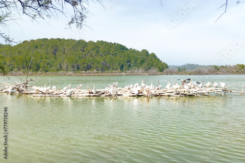 Pelicans in the Aquifer