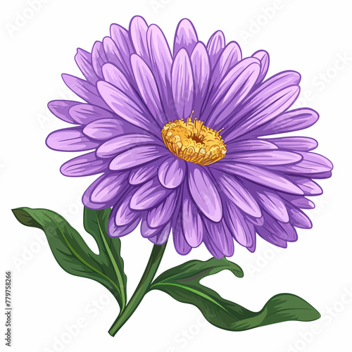 Aster flowers 