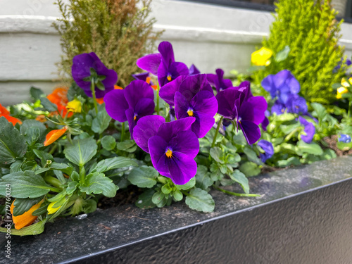 Beautiful blooming vibrant purple Viola Cornuta pansy flowers on a flower bed close up, floral wallpaper background with blooming pansies flowers © Lapasmile
