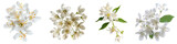 Collection of Single slender deutzia flower top view cutout png isolated on white or transparent background