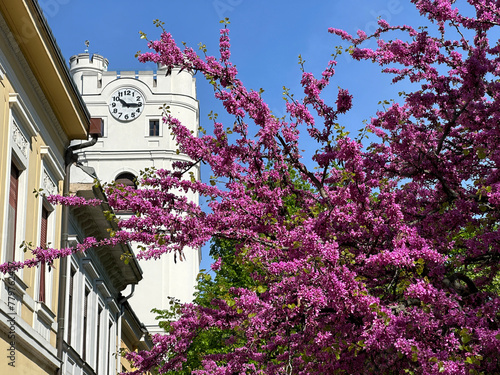 Blooming tree in front of a church tower