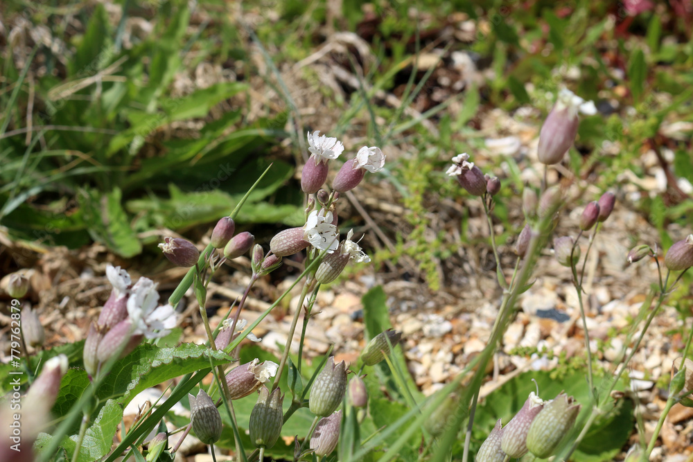 Sea campion, Silene uniflora, growing on the shore Sea campion, Silene uniflora, growing on the shore