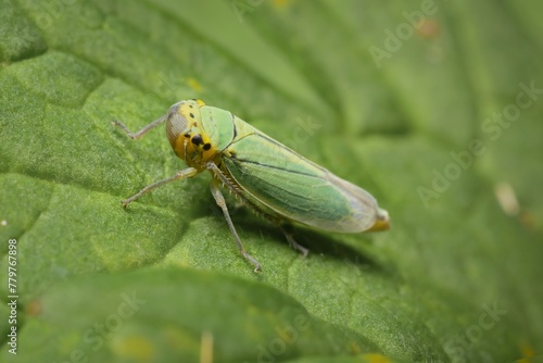 green leafhopper Cicadella viridis on a leaf