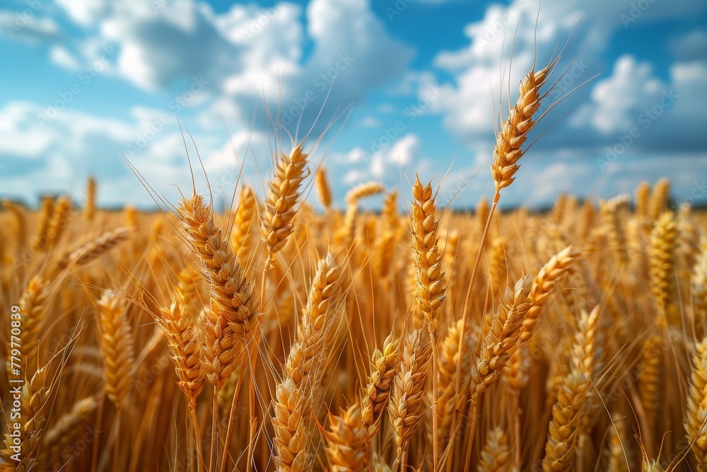 A stunning landscape highlighting the beauty of a golden wheat field against the backdrop of a clear blue sky A stunning landscape highlighting the beauty of a golden wheat field against the backdrop of a clear blue sky