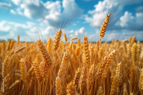 A stunning landscape highlighting the beauty of a golden wheat field against the backdrop of a clear blue sky