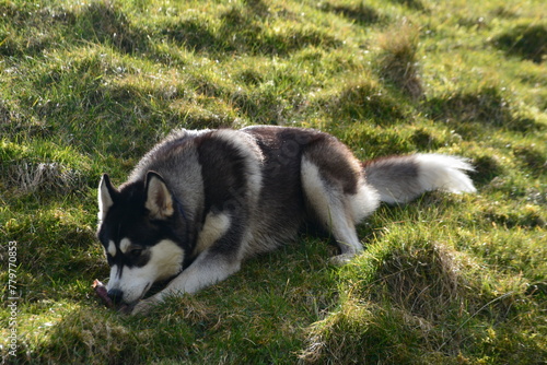siberian husky dog