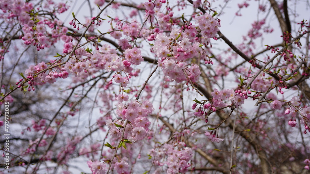 桜 満開 桜 満開
