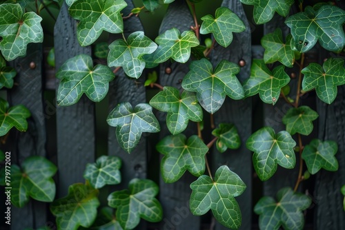 Lush green ivy leaves spread across a dark wooden fence, creating a natural and serene green space photo