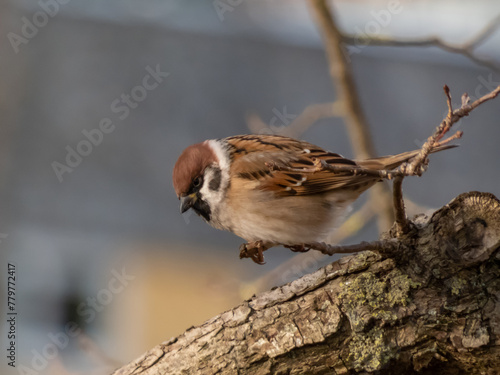 Eurasian tree sparrow (Passer montanus) sitting on a branch with bokeh blurred background