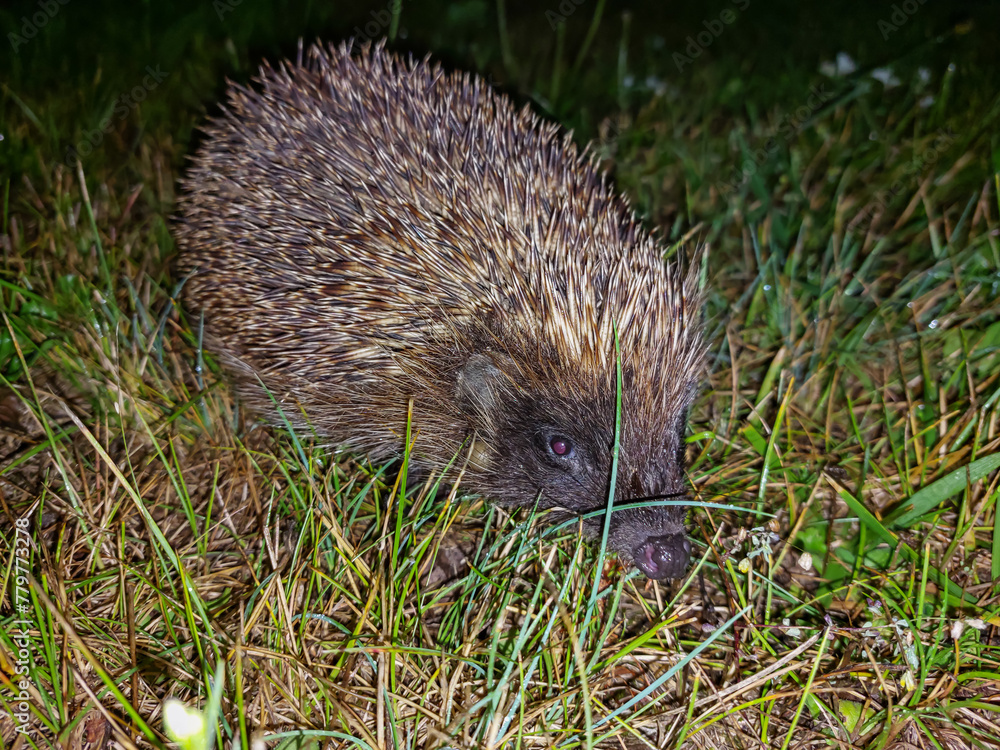 Fototapeta premium Close-up of the European hedgehog (Erinaceus europaeus) on the ground surrounded with green vegetation