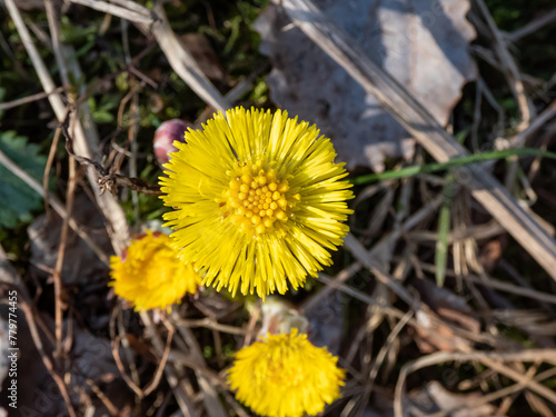 Close-up of yellow coltsfoot (Tussilago farfara) growing early in spring among dry grass in sunlight