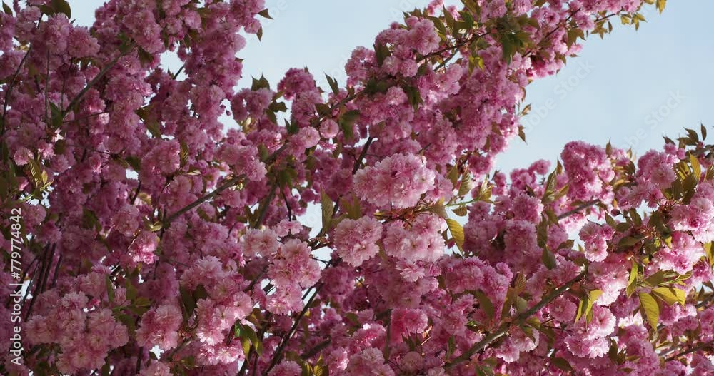 Prunus serrulata 'Kwanzan' . Popular Japanes Cherry tree producing red buds opening to beautiful deep-pink double flowers and bronze to green leaves on spreading branches slightly shaken in the wind
Prunus serrulata 'Kwanzan' . Popular Japanes Cherry tree producing red buds opening to beautiful deep-pink double flowers and bronze to green leaves on spreading branches slightly shaken in the wind