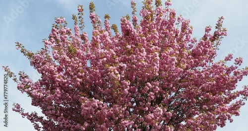Prunus serrulata 'Kwanzan' or Japanese Cherry. Domestic Cherry in Japan, the most ornamental of the flowering cherries displaying large, double, dark pink flowers in abundance
 photo