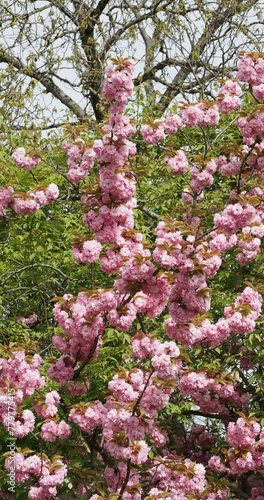 Japanese flowering cherry or Kawzan Cherry. Ornamental tree with rounded crown and stiffly ascending brown and smooth branches bearing abundant clusters of double pink flowers showing carnation-like
 photo