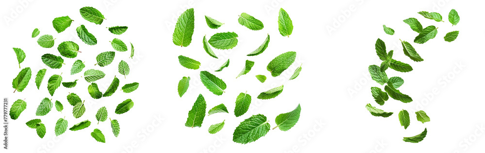 Fototapeta premium Falling mint leaves, spearmint