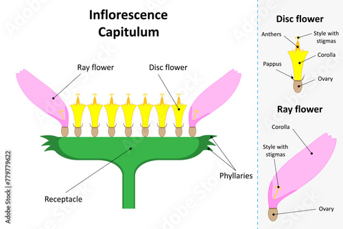 Inflorescence Capitulum (Head). Ray flower and disc flower. Diagram.