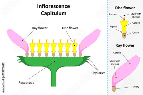Inflorescence Capitulum. Ray flower and disc flower. Diagram.