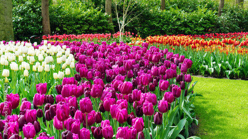 A gorgeous flowerbed of colorful tulips. Forming a bed in the lawn. The ideal edge of the lawn when shaping flower beds. Purple tulips for a flower bed in a spring garden in Keukenhof, Netherlands.