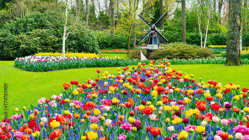 Windmill and tulips for flower garden in Dutch style. Creative ideas for original landscape design. Small architectural forms for garden landscaping in Keukenhof, the Netherlands. A gorgeous flowerbed