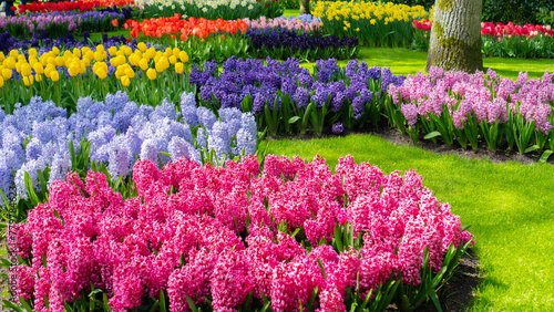 Flowerbed shaped in the lawn. Pink hyacinths bed in a fairy garden in Keukenhof, Netherlands. Ornamental bulb flowers in garden landscaping in early spring. Flower wallpaper and screensaver hi-res.