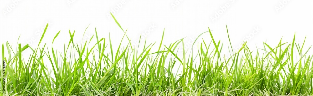 Lush green grass on a white background, ideal for spring designs. Lush green grass on a white background, ideal for spring designs.
