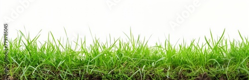 Close-up of vibrant green grass with roots and soil on white background