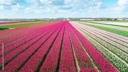 Pink and magenta tulips grow in an agricultural field in a village near Amsterdam. Picturesque tulip field aerial view. Plain rows of tulips.  Commercial tulip cultivation in Lisse.