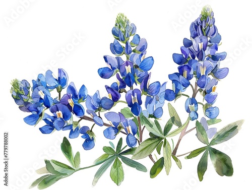 American Bluebonnet, watercolor, vibrant blues, isolated background, capturing Texas's wildflower beauty. photo